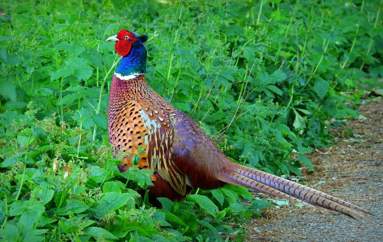 Adult ringneck pheasant roosters for sale South Dakota