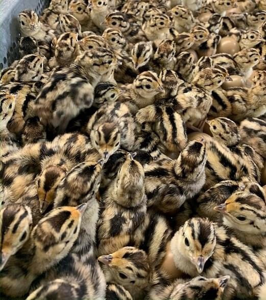 Sexed ringneck pheasant rooster chicks for sale South Dakota