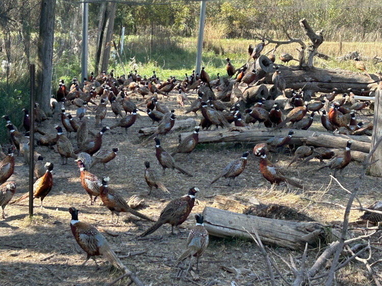 Adult ringneck pheasant roosters for sale South Dakota