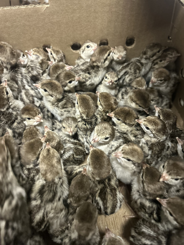 Straight run ringneck pheasant chicks for sale South Dakota
